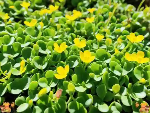 Why You Should Embrace Purslane in Your Garden 8 Compelling Reasons